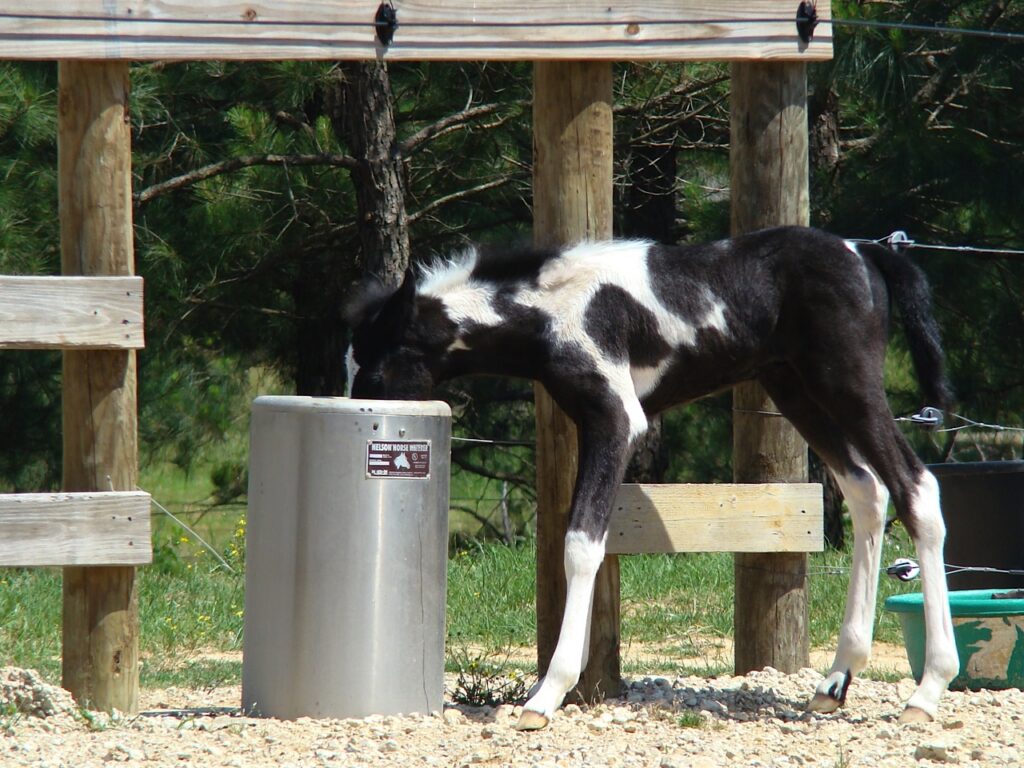 calf drinking from nelson waterer