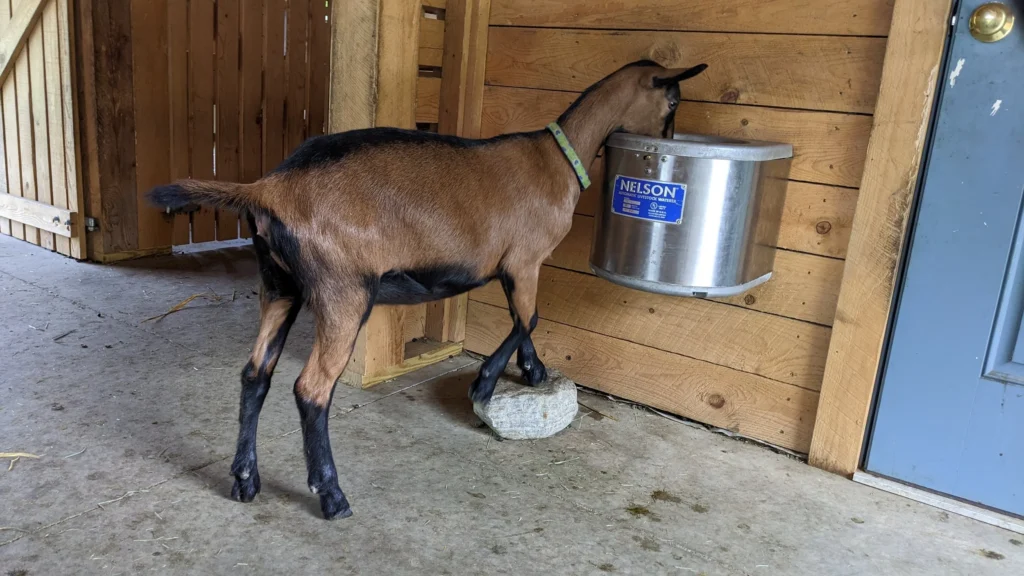 goat drinking from nelson waterer