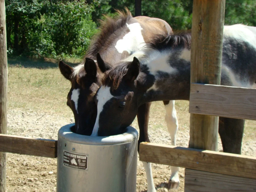 horses drinking from nelson waterer