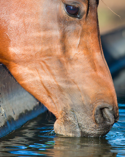Nelson-Featured-Image-1000-×-667-px-3-1
