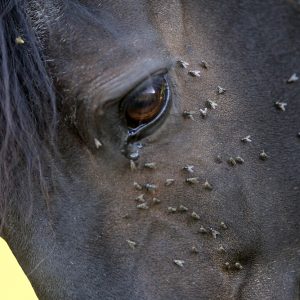 horse with lots of fly in face
